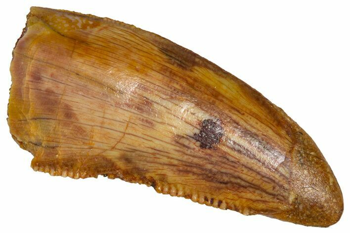 Bargain, Serrated Raptor Tooth - Real Dinosaur Tooth #376817
